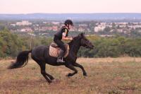 16 Septembre 2018 : Promenade chevaux 2h/ Promenade poney 1h30