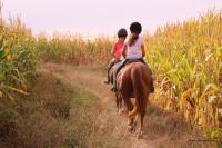 16 Septembre 2018 : Promenade chevaux 2h/ Promenade poney 1h30