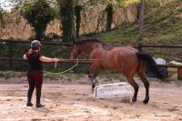 Stage Galop 5 & 6 au centre équestre de Maurecourt (78)