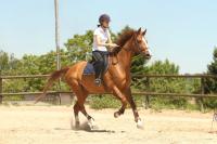 Récupérations des cours poneys et chevaux post-covid au CEM