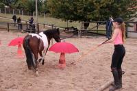 7 Octobre 2018 : Concours officiel équifeel au Centre équestre de Maurecourt!