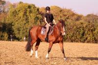 Perfectionnement dressage du 21 Octobre 2018 au Centre équestre de Maurecourt