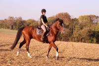 Perfectionnement dressage du 21 Octobre 2018 au Centre équestre de Maurecourt