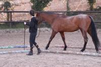 Examen Travail à Pied Galop 3 et Galop 4 du 24 Février 2019 au CEM!