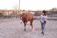 Examen Travail à Pied Galop 3 et Galop 4 du 24 Février 2019 au CEM!