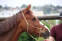 Equifeel du 01/05/2024 au Centre Equestre de Maurecourt (78/95)