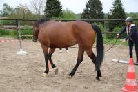 Equifeel du 01/05/2024 au Centre Equestre de Maurecourt (78/95)