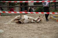 Equifeel du 01/05/2024 au Centre Equestre de Maurecourt (78/95)