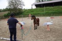 Equifeel du 01/05/2024 au Centre Equestre de Maurecourt (78/95)