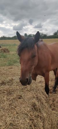 Vacances 2022 pour la cavalerie du Centre Equestre de Maurecourt