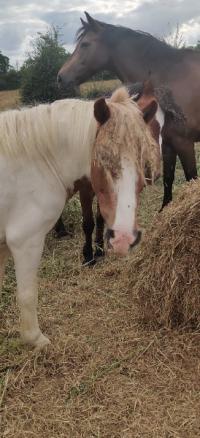 Vacances 2022 pour la cavalerie du Centre Equestre de Maurecourt