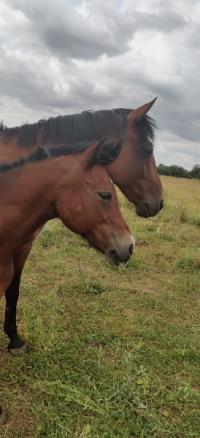 Vacances 2022 pour la cavalerie du Centre Equestre de Maurecourt