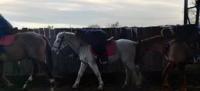 Initiation adulte du 9 Janvier 2022 au Centre Equestre de Maurecourt