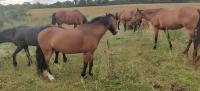 Vacances 2022 pour la cavalerie du Centre Equestre de Maurecourt
