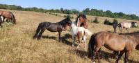 Vacances 2022 pour la cavalerie du Centre Equestre de Maurecourt