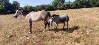 Vacances 2022 pour la cavalerie du Centre Equestre de Maurecourt